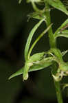 Green fringed orchid